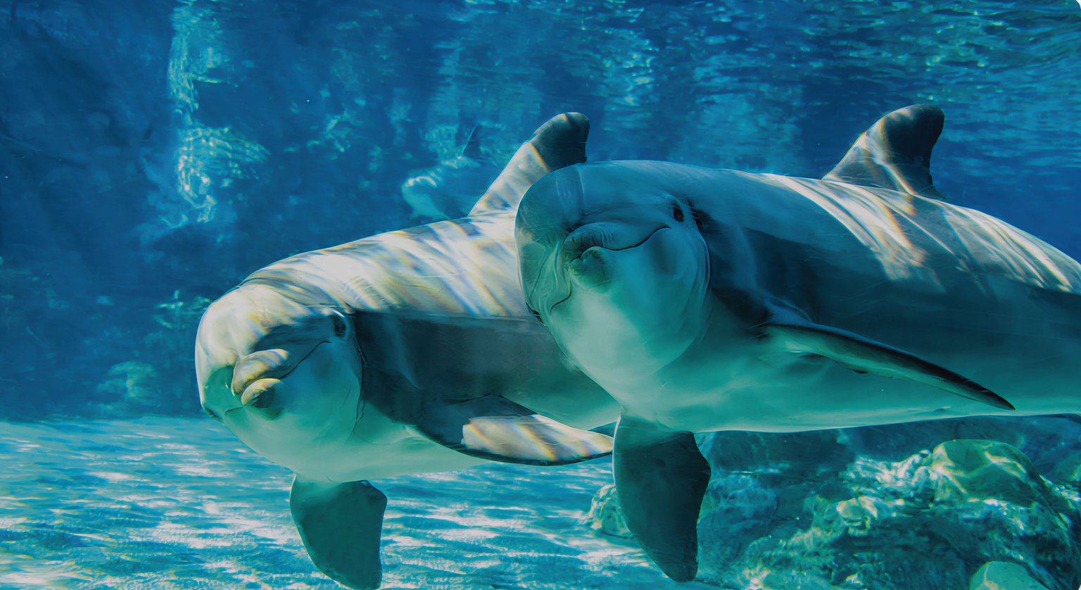 seaworld-hero-mobile-bg-3x